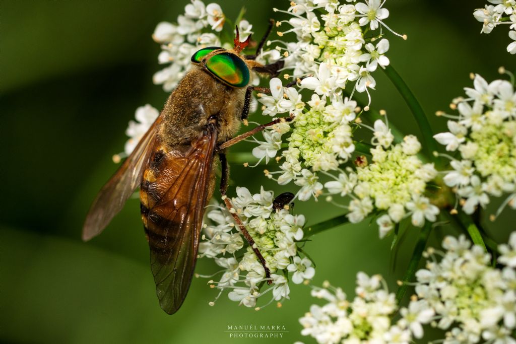 Philipomyia graeca/aprica